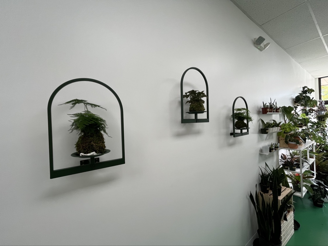 Kokedama moss balls displayed in green wall arches