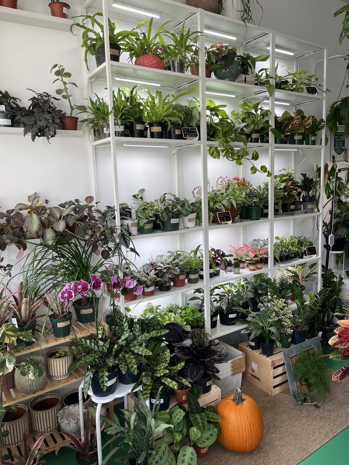 Tall white shelves filled with potted plants inside Heartleaf