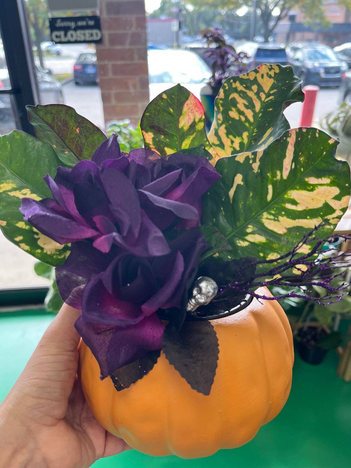 Pumpkin planter held in hand with deep purple flowers and variegated green-and-gold leaves