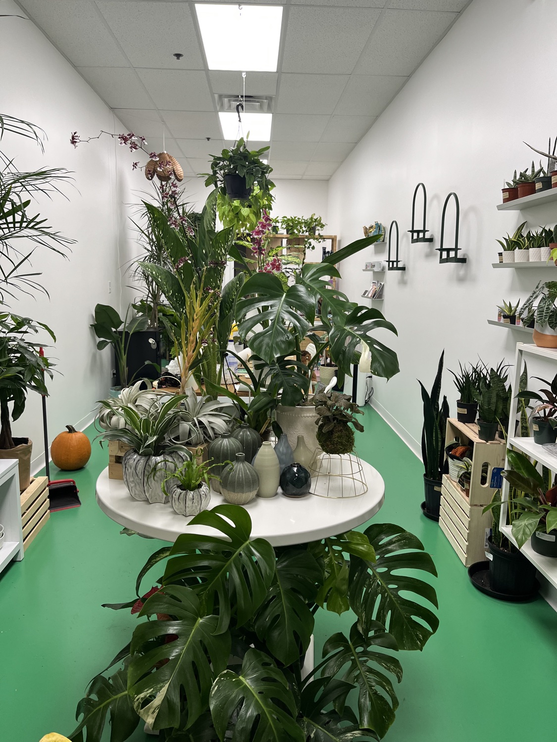 A bright interior view of Heartleaf with houseplants and pottery arranged around a round table
